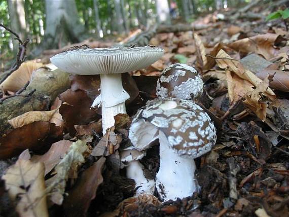 muchotrávka Amanita sp.