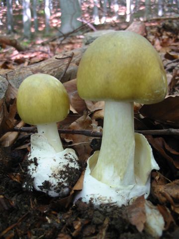 muchotrávka zelená Amanita phalloides (Vaill. ex Fr.) Link