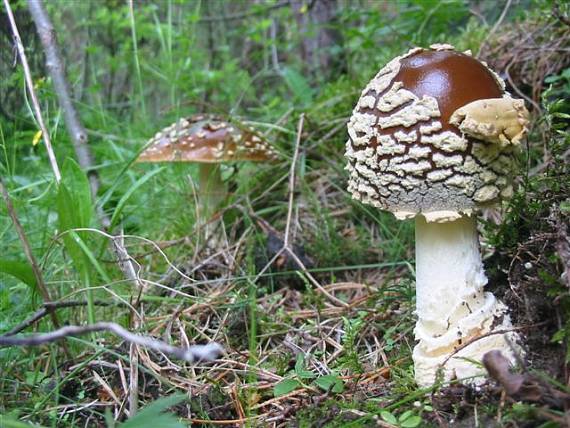 muchotrávka kráľovská Amanita regalis (Fr.) Michael