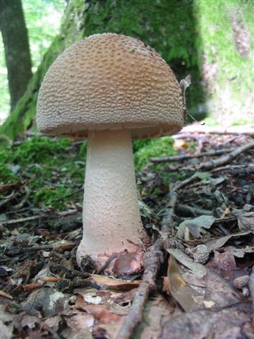 muchotrávka červenkastá Amanita rubescens Pers.