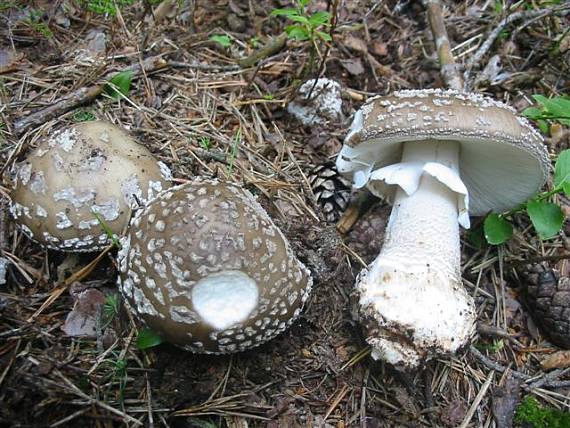 muchotrávka hrubá Amanita excelsa (Fr.) Bertill.