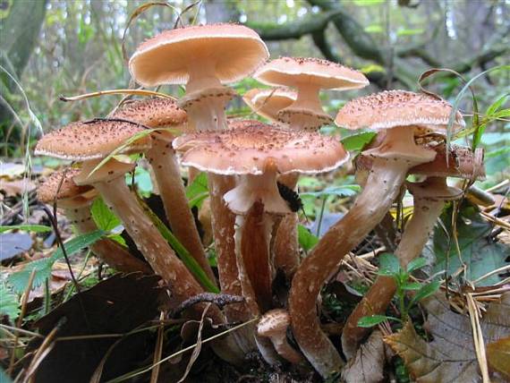 podpňovka obyčajná Armillaria mellea (Vahl) P. Kumm.