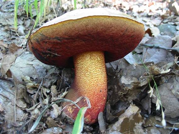 hríb purpurový Rubroboletus rhodoxanthus Kuan Zhao &amp; Zhu L. Yang