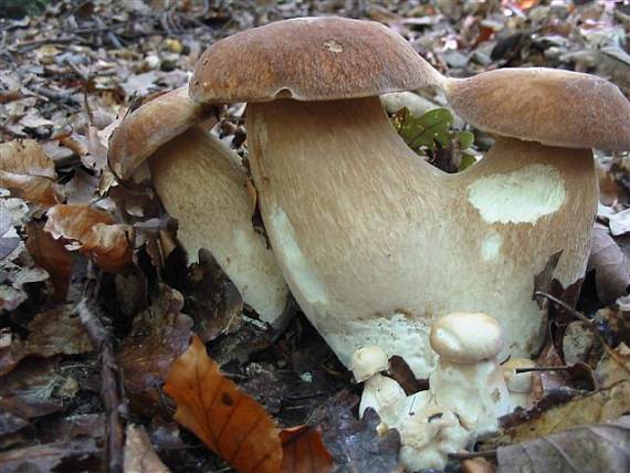 hríb dubový Boletus reticulatus Schaeff.