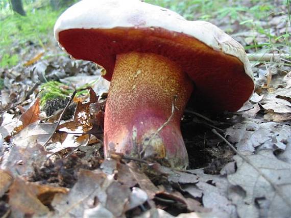 hríb purpurový Rubroboletus rhodoxanthus Kuan Zhao &amp; Zhu L. Yang