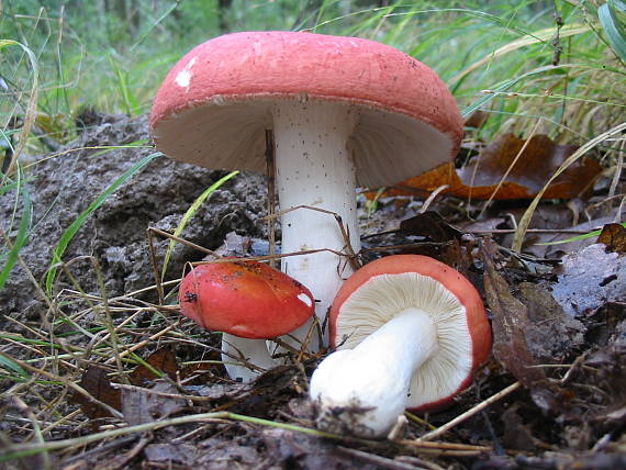 plávka úhľadná Russula rosea Pers.