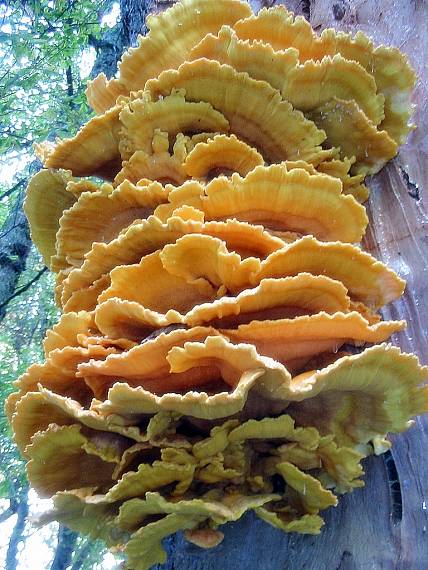 sírovec obyčajný Laetiporus sulphureus (Bull.) Murrill