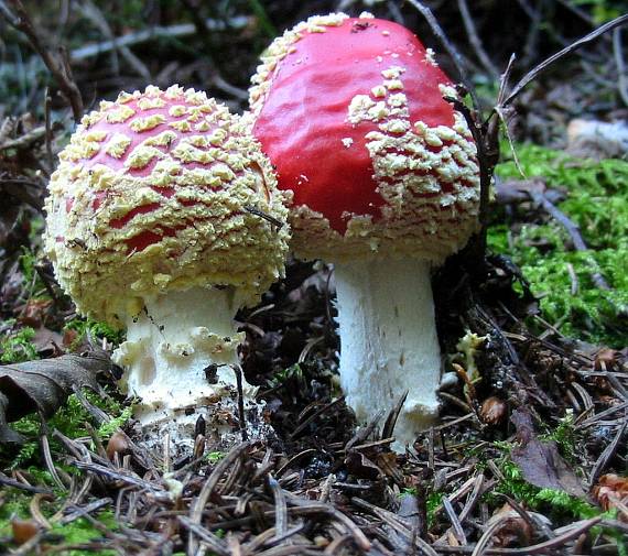 muchotrávka červená Amanita muscaria (L.) Lam.