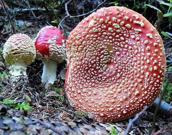 muchotrávka červená Amanita muscaria (L.) Lam.