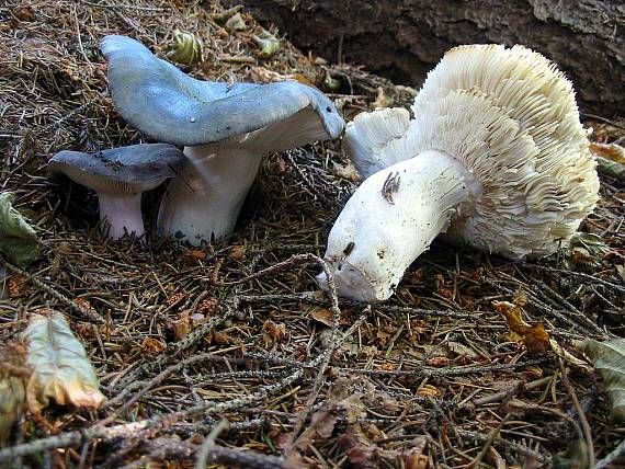 plávka Russula sp.