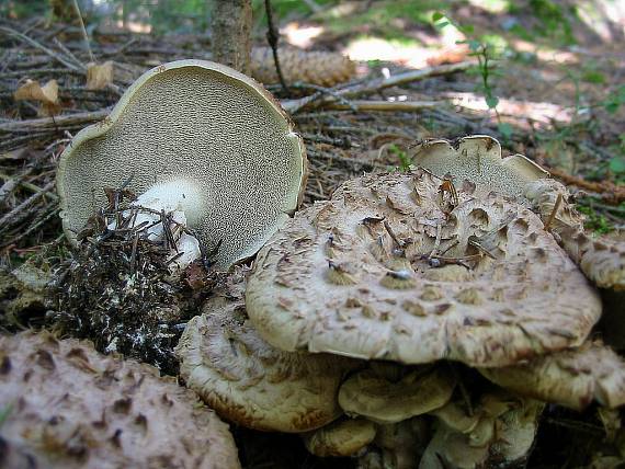 jelenkovec škridlicovitý Sarcodon imbricatus (L.) P. Karst.