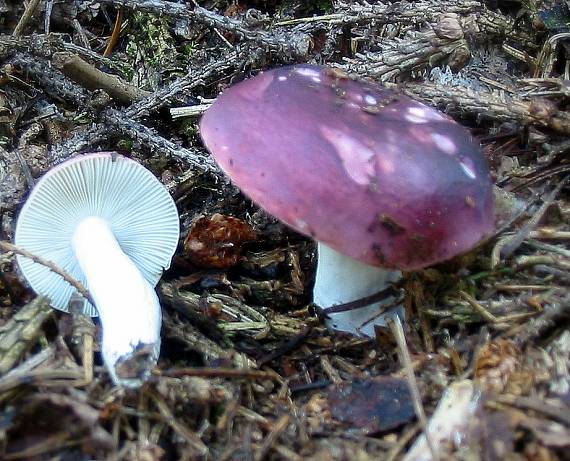 plávka Russula sp.