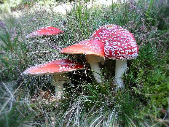 muchotrávka červená Amanita muscaria (L.) Lam.