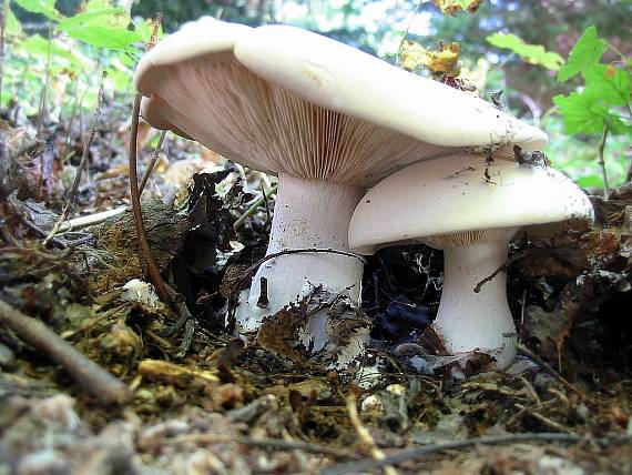 strmuľka inovaťová Clitocybe nebularis (Batsch) P. Kumm.