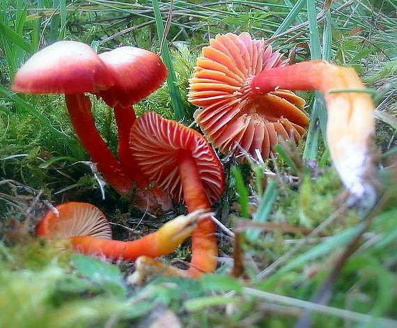 lúčnica Hygrocybe sp.