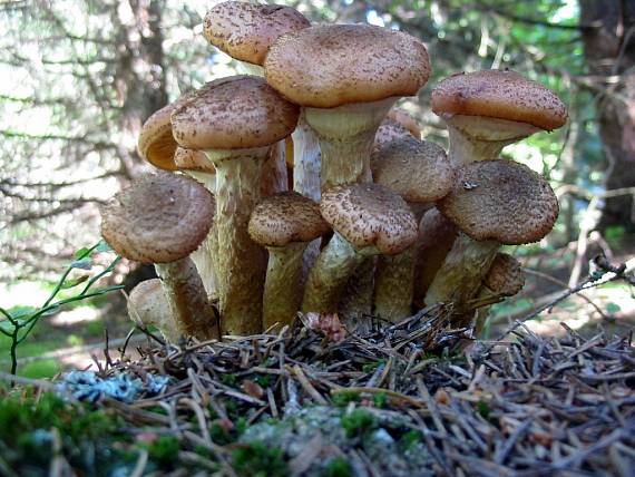 podpňovka tmavá Armillaria ostoyae (Romagn.) Herink