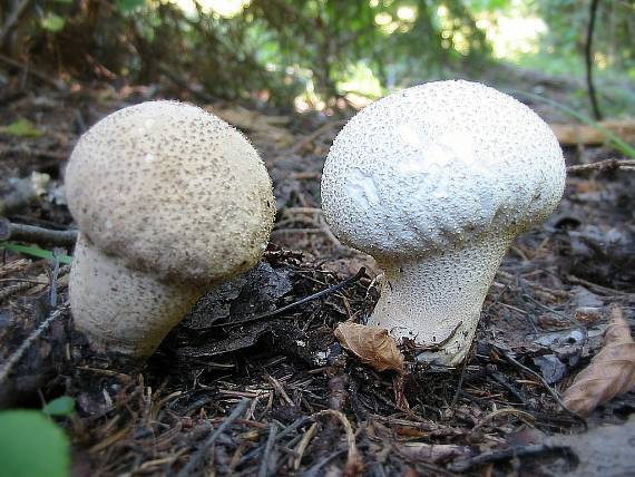 prášnica Lycoperdon sp.