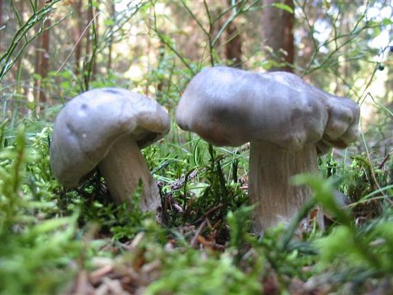 čírovka Tricholoma sp.