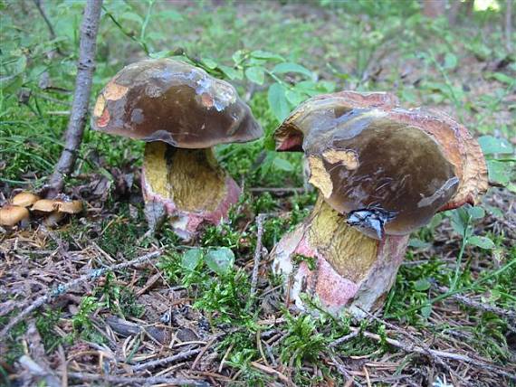 hríb zrnitohlúbikový Sutorius luridiformis (Rostk.) G. Wu & Zhu L. Yang