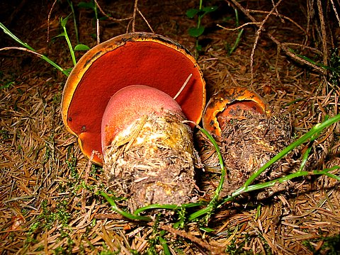 hríb zrnitohlúbikový Sutorius luridiformis (Rostk.) G. Wu & Zhu L. Yang