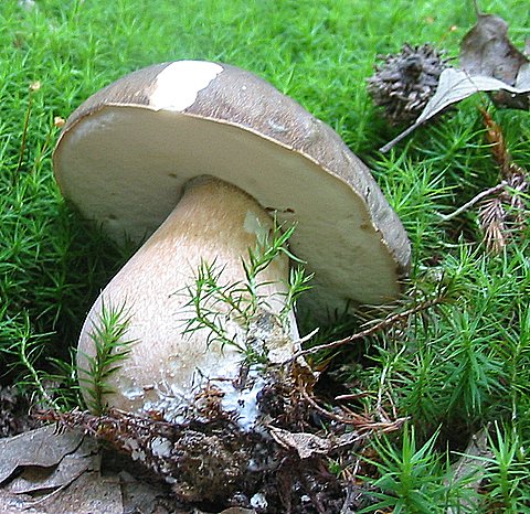 hríb bronzový Boletus aereus Bull. ex Fr.