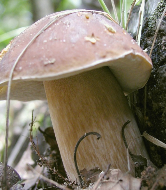 hríb smrekový Boletus edulis Bull.