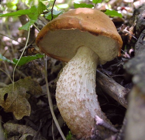 kozák osikový Leccinum albostipitatum den Bakker & Noordel.