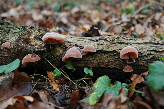 uchovec bazový Auricularia auricula-judae (Bull.) Quél.