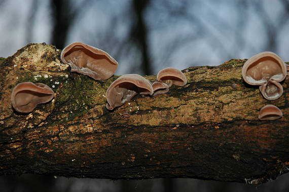 uchovec bazový Auricularia auricula-judae (Bull.) Quél.