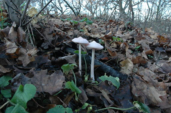 prilbička ružovkastá Mycena rosea Gramberg