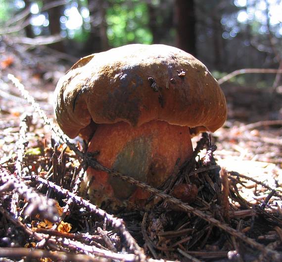 hríb zrnitohlúbikový Sutorius luridiformis (Rostk.) G. Wu & Zhu L. Yang