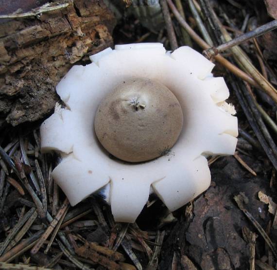 hviezdovka strapkatá Geastrum fimbriatum Fr.