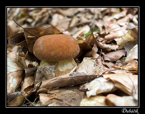 hríb dubový Boletus reticulatus Schaeff.