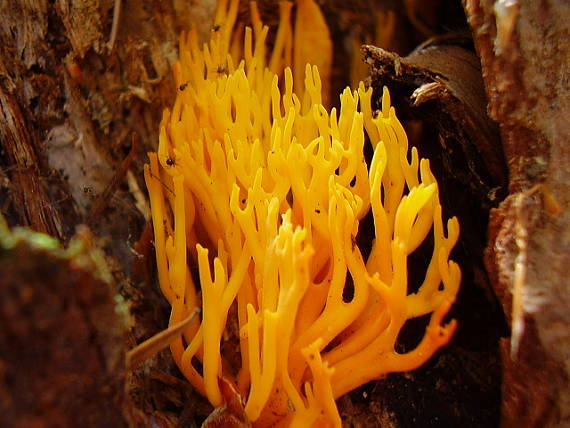 parôžkovec lepkavý Calocera viscosa (Pers.) Fr.