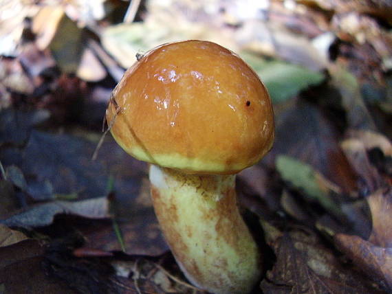 masliak Suillus sp.