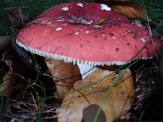 plávka Russula sp.