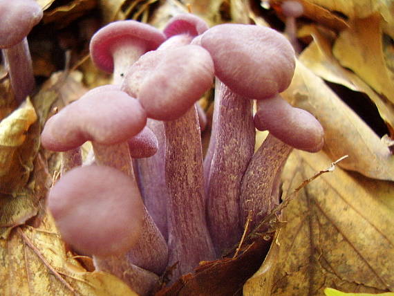 lakovka ametystová Laccaria amethystina (Huds.) Cooke