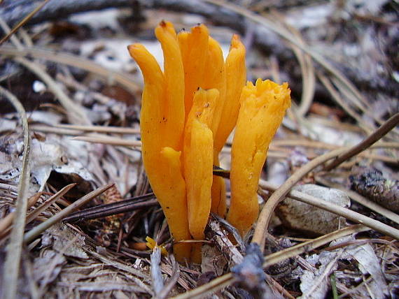 parôžkovec lepkavý Calocera viscosa (Pers.) Fr.