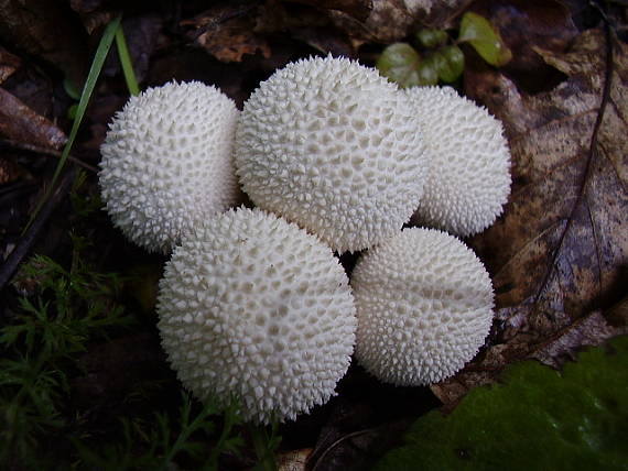 prášnica bradavičnatá Lycoperdon perlatum Pers.