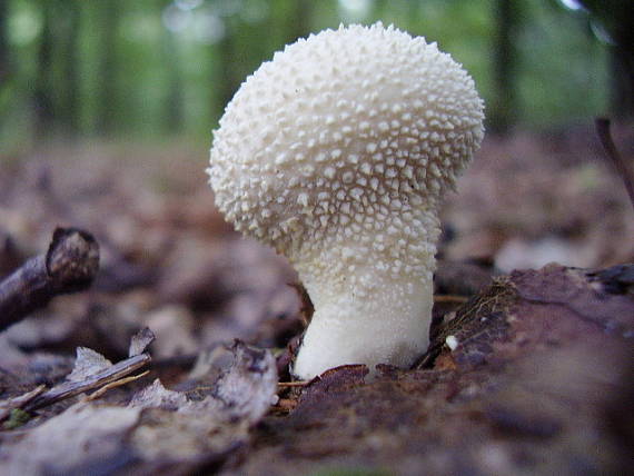 prášnica bradavičnatá Lycoperdon perlatum Pers.