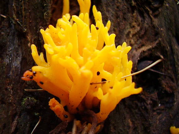 parôžkovec lepkavý Calocera viscosa (Pers.) Fr.