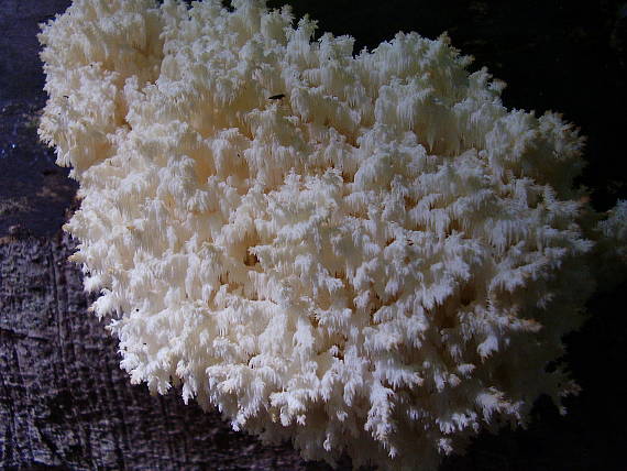 koralovec bukový Hericium coralloides (Scop.) Pers.