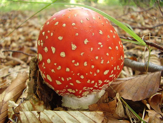 muchotrávka červená Amanita muscaria (L.) Lam.