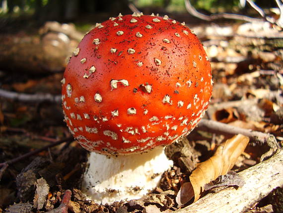 muchotrávka červená Amanita muscaria (L.) Lam.