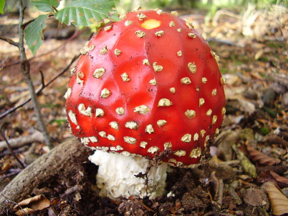 muchotrávka červená Amanita muscaria (L.) Lam.