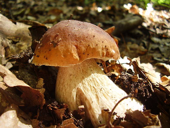 hríb dubový Boletus reticulatus Schaeff.