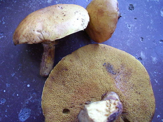 masliak Suillus sp.