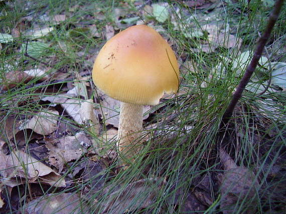 muchotrávka Amanita sp.