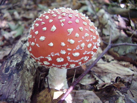 muchotrávka červená Amanita muscaria (L.) Lam.