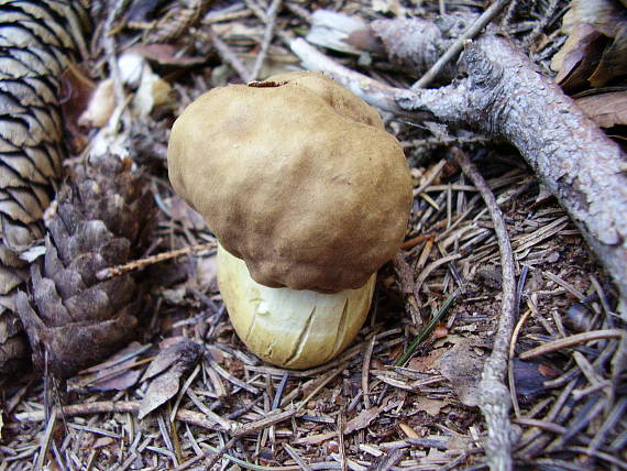 hríb Boletus sp.